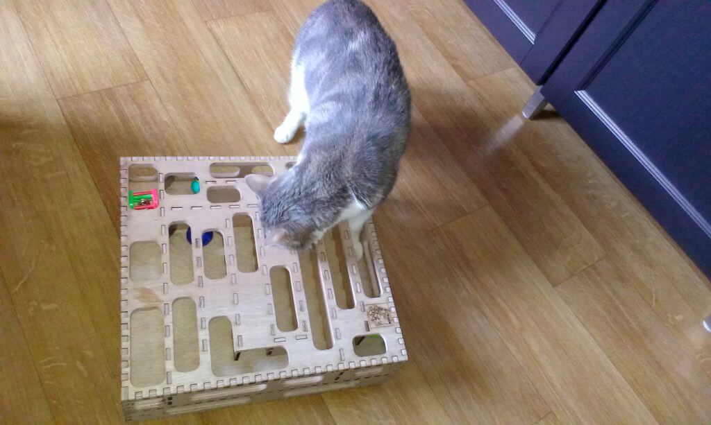 Jeu pour chat : examen