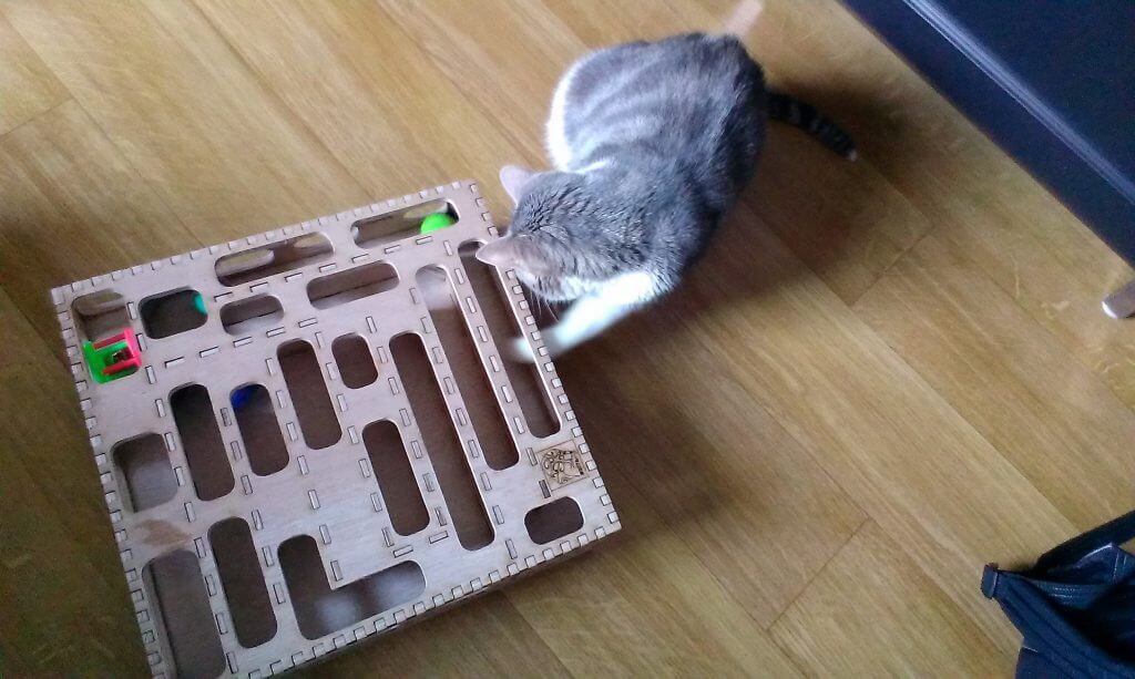 Jeu pour chat en action